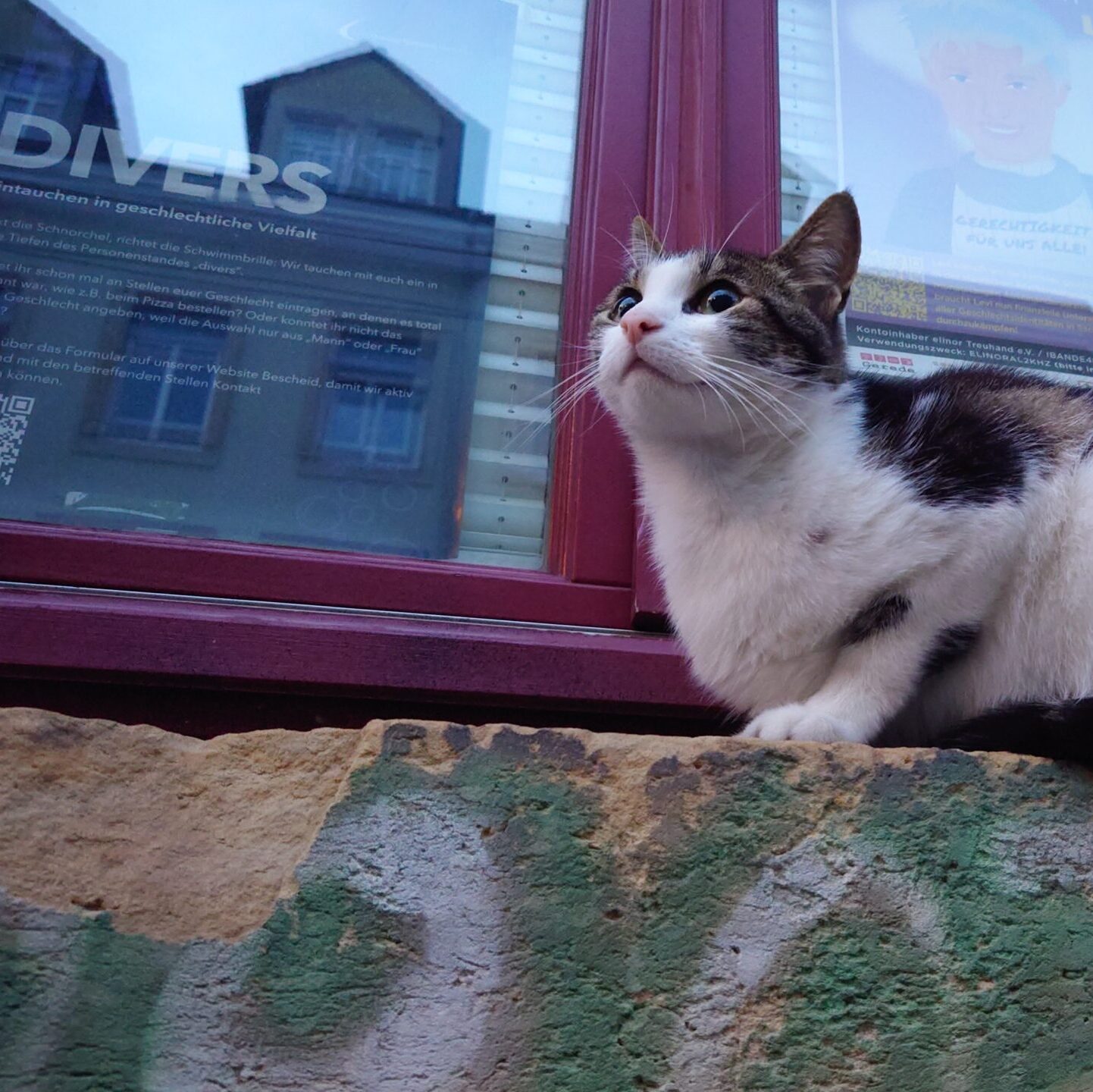 Eine weiß-braune Katze außen auf einem Fensterbrett. Das Fenster ist rot. Innen hängen Poster. Auf einem steht "Divers"