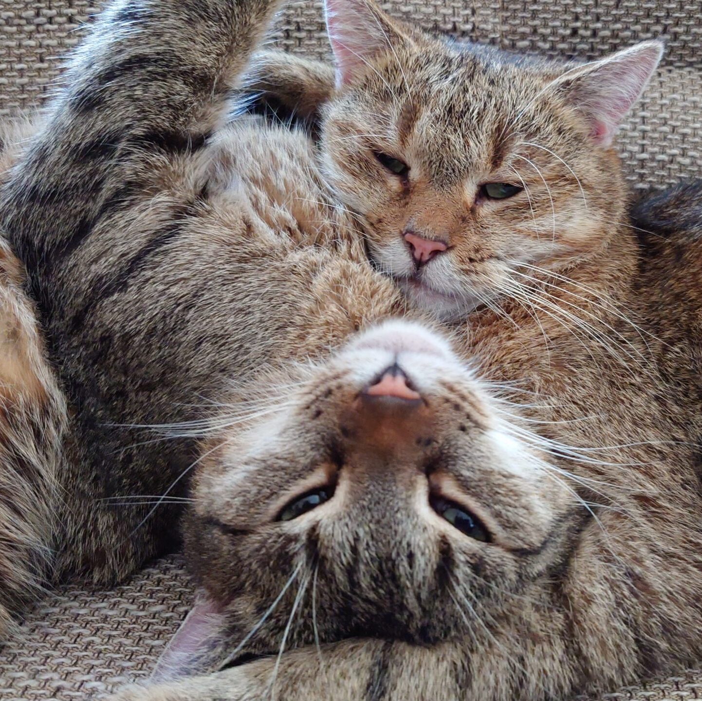 Zwei Katzen ineinander geschlungen und im Halbschlaf