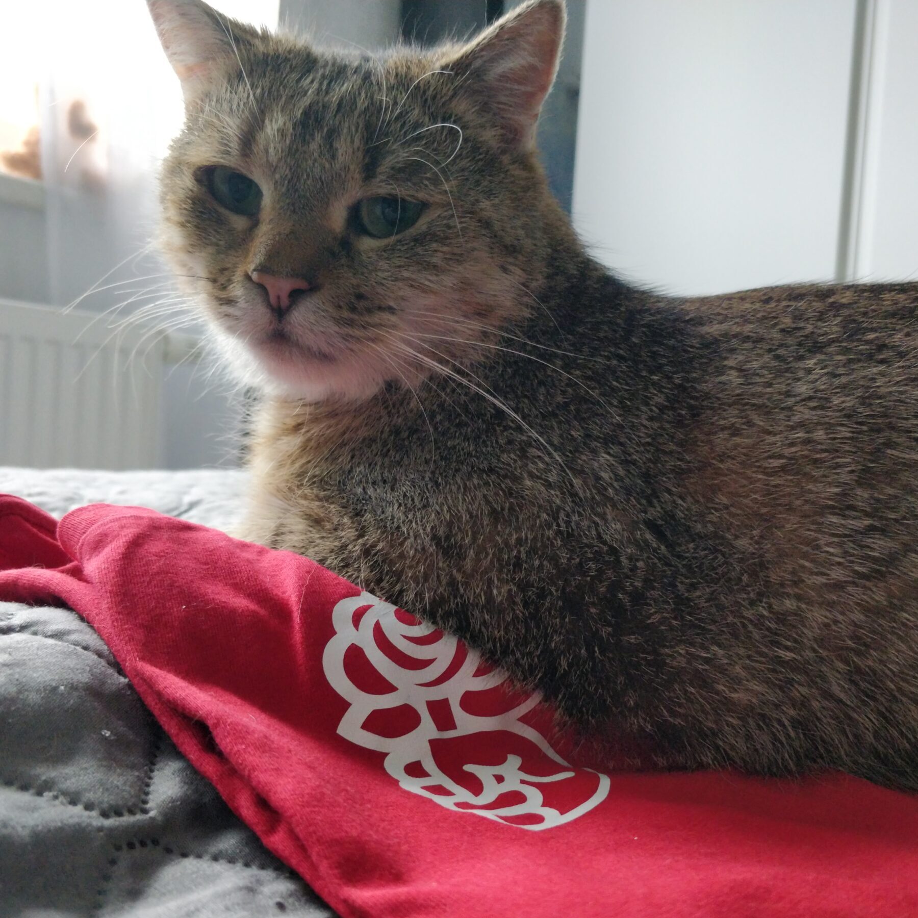 Eine Katze liegt auf einem roten T-Shirt mit eine weißen Logo der Jusos bestehend aus einer Hand mit einer Rose